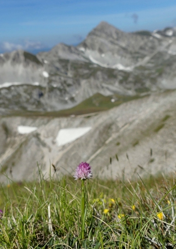 La Nigritella widderi nel Gran Sasso dItalia  luglio 2021.